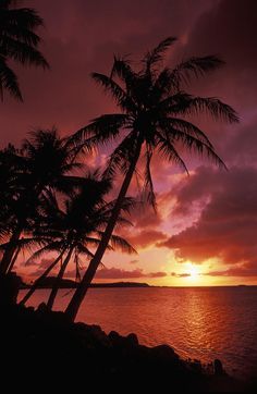 the sun is setting behind two palm trees on the beach with water in the foreground