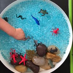 a bowl filled with rocks and sea animals on top of a table next to a person's hand