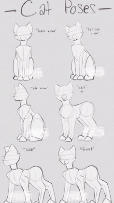 how to draw a cat with different poses