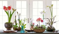 Christmas Amaryllis, Growing Bulbs, Mini Gardens, Amaryllis Flowers, Flowers Easy, Vintage Containers, Amaryllis Bulbs, Midwest Living, Have Inspiration