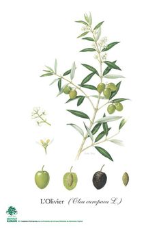 an image of olives and leaves on a white background