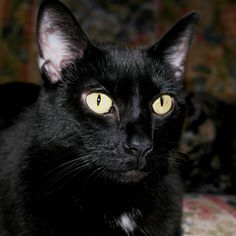 a black cat with yellow eyes looking at the camera