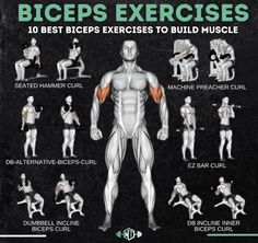 an illustrated guide to the benefits of biceps exercises for beginners and advanced athletes