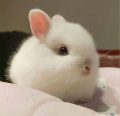 Cute White Bunny, Bunny White, Rabbit Pictures, Jump Around, Cute Easy Doodles, Rabbit Head