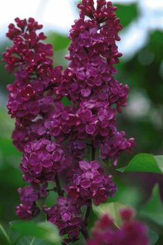 purple flowers are blooming in the green leaves and trees behind them is blurry