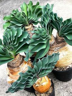 some very pretty plants in small pots on the ground by rocks and gravel, with one plant growing out of it's top