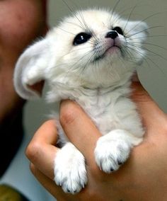 a man holding a small white animal in his hand and looking up at the camera