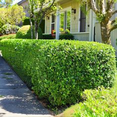 a hedge is shown in front of a house