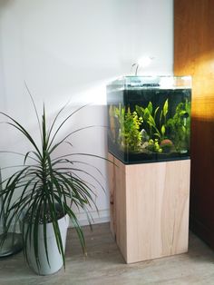 a fish tank sitting on top of a wooden stand next to a potted plant