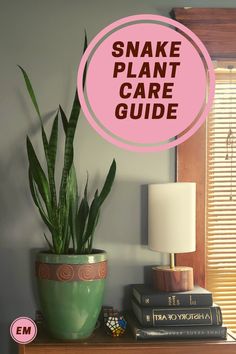 a snake plant sitting on top of a wooden table next to a lamp and books