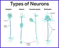 the different types of neurons and their functions