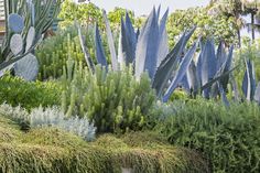 many different types of plants and trees in a garden area, including succulents