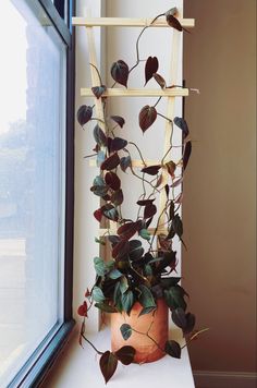 a potted plant sitting on top of a window sill