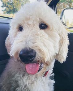 a white dog sitting in the back seat of a car