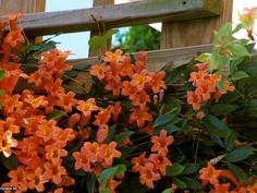 orange flowers growing on the side of a wooden fence