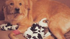 a large brown dog laying on top of a couch next to two stuffed animals and a toy