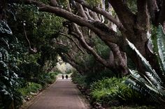 A path through a forest photo – Free Kirstenbosch national botanical garden Image on Unsplash Forest Photos, Garden Images