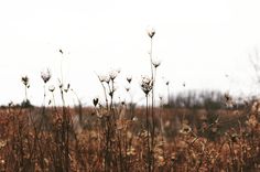 some very pretty flowers in the middle of an open field with no leaves on them