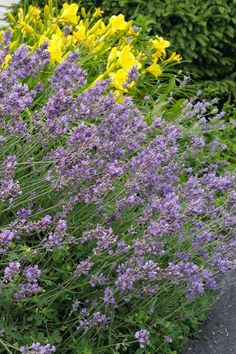 purple and yellow flowers are growing in the garden