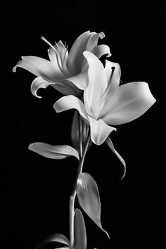 a black and white photo of some flowers in the dark room with only one blooming