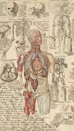 an illustration of the human body and organs