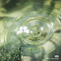 a white flower floating on top of a body of water with green plants in the foreground