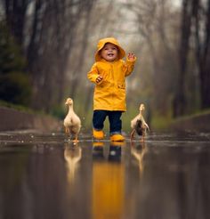 a little boy in yellow raincoat and ducklings walking on wet pavement with trees in the background