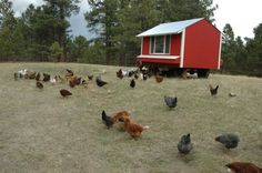 many chickens and roosters in a field near a small red house with a white roof