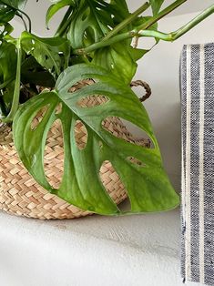 a green plant in a woven basket next to a striped pillow on a white surface