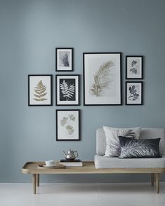 a living room with blue walls and pictures on the wall, coffee table in front of it