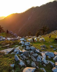 sheep graze on the side of a rocky hill at sunset with mountains in the background