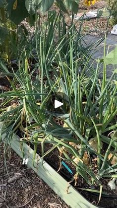 some plants are growing in a garden box