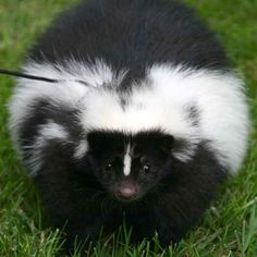 a black and white striped animal walking in the grass with a leash on it's head