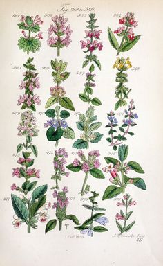 an illustration of different types of flowers and leaves