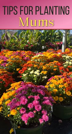 a variety of mums with different color flowers Mums In Tall Planters, Planting Mums In Ground, Garden Mums Landscape, Mums Planted In Ground, Mums In Flower Bed, Mum Colors Combinations, How To Plant Mums In Ground, Mum Garden Ideas, Mums Flowers Landscaping Front Yards