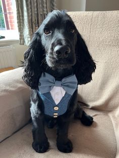 a black dog with a blue bow tie on sitting on a couch in front of a window