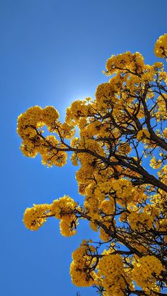 yellow flowers blooming on the branches of a tree in front of a bright blue sky