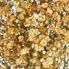 small white and yellow flowers on a tree