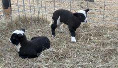 two black and white baby sheep standing next to each other in a fenced area