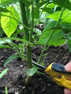 Pruning Pepper Plants for Improved Plant Health and Yields Pruning Trees, Pruning Plants, Plant Vegetables, Pruning Roses, Growing Peppers, Outdoors Ideas, Pins Board, Vegetable Garden Tips, Food Gardening