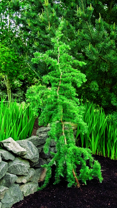 a green tree sitting next to a pile of rocks