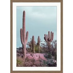 an image of a desert scene with cacti