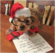 a small dog wearing glasses and a santa hat sitting on top of a wooden table