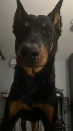 a black and brown dog sitting on top of a bed next to a white wall