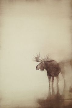 a moose is standing in the fog with its antlers