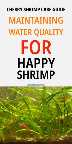 the front cover of a book with an image of fish in it and text that reads maintaining water quality for happy shrimp