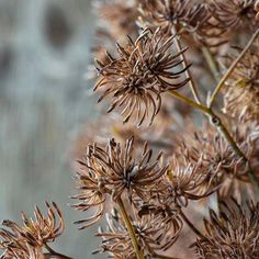 some very pretty brown flowers by the water