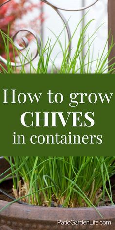 a potted plant with grass growing in it and the words how to grow chives in containers