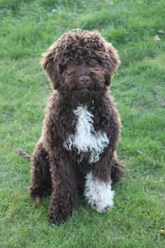 a brown and white dog sitting in the grass