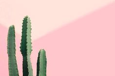 a green cactus against a pink and white background